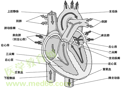 正常血流方向的心脏剖面图
